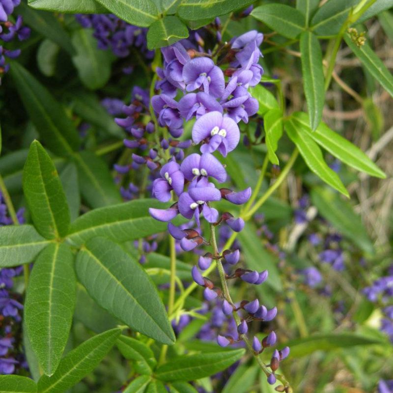 Native Lilac Hardenbergia comptoniana